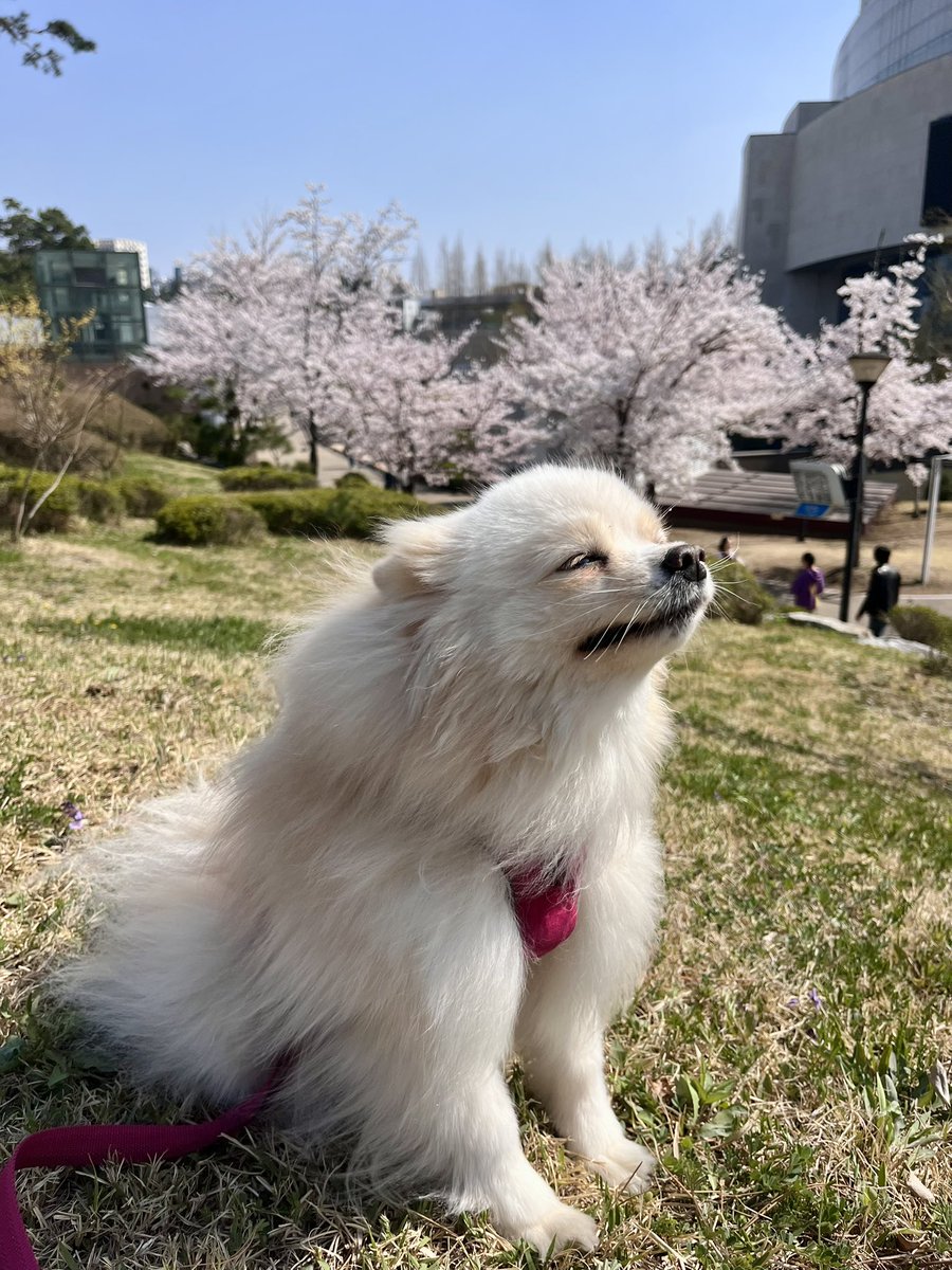 설이집사 tweet media