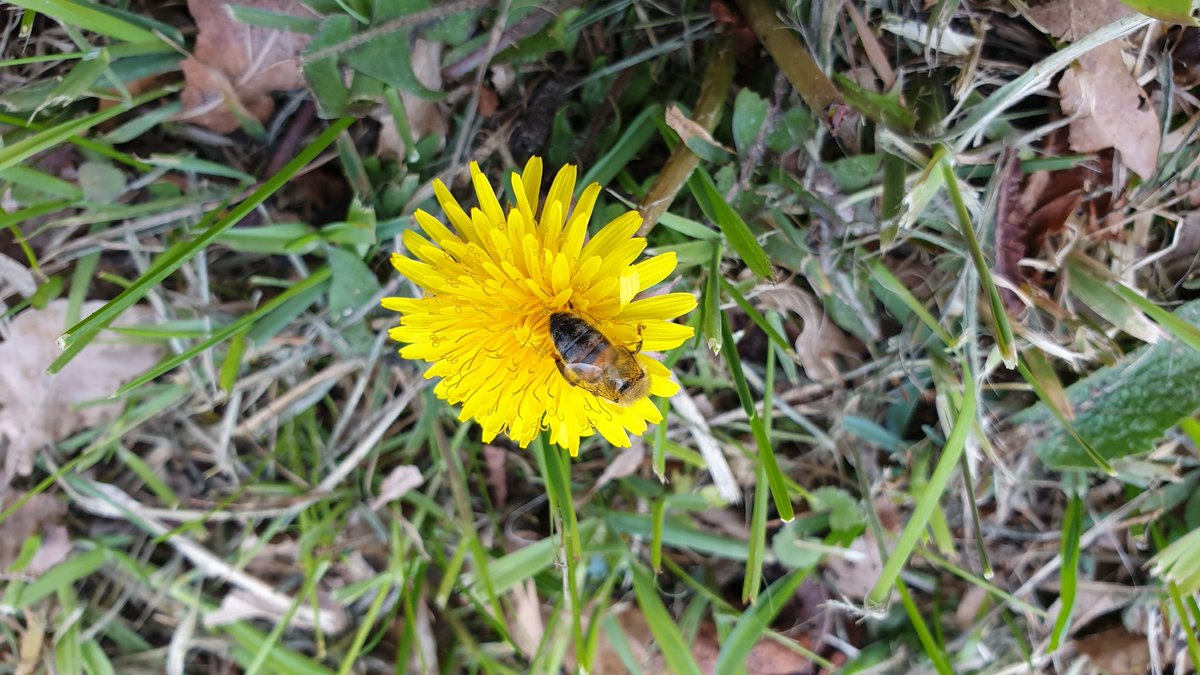 pimlemmers's tweet image. De paardenbloem: een voedselbron voor #wildebijen #honingbijen en veel andere #insecten Laten staan aub! Dank namens alle insecten #paardenbloem
