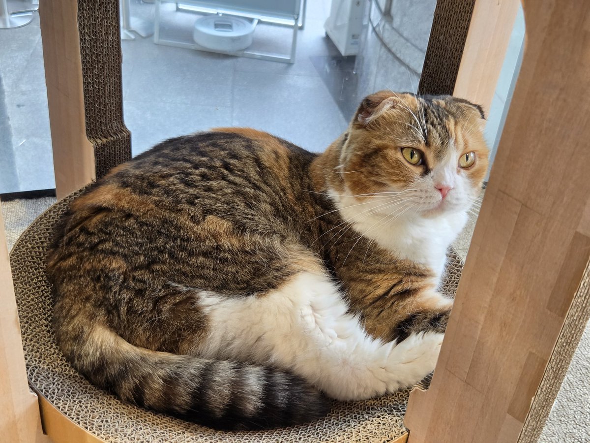 hayabusa tweet media