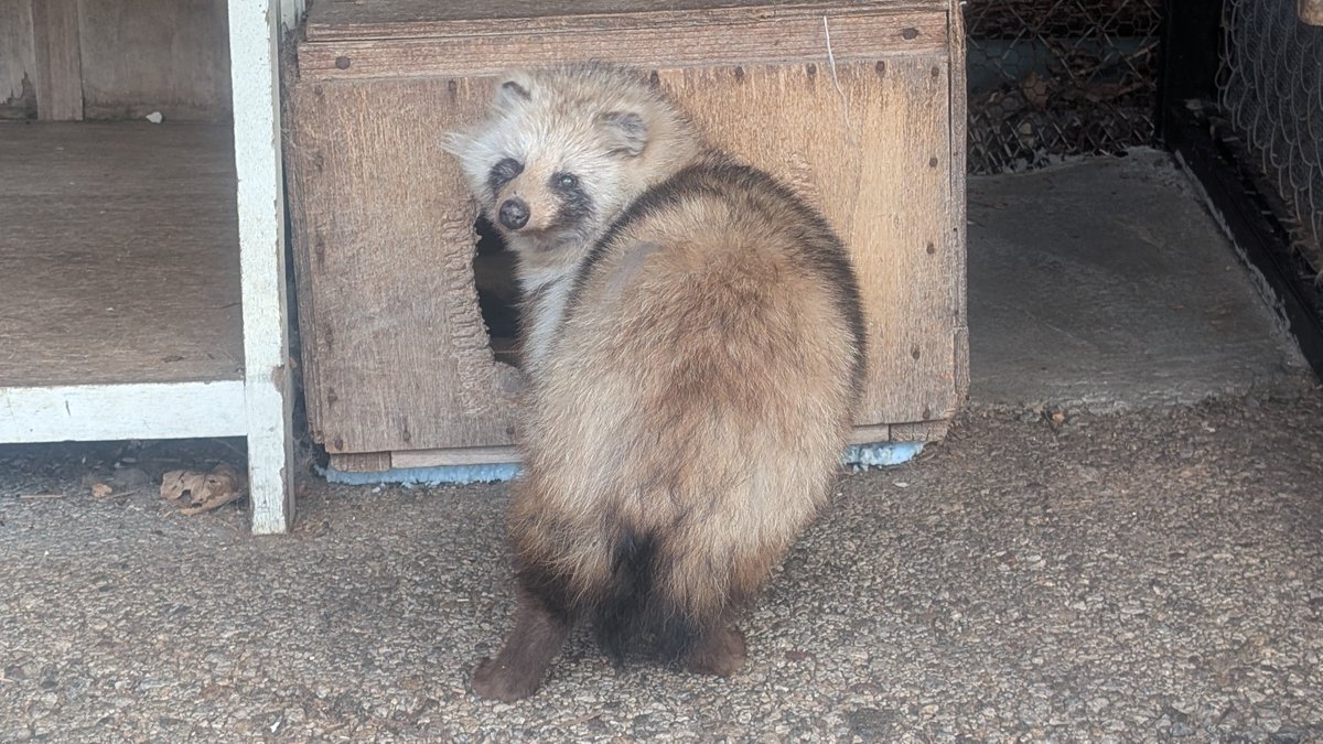 北きつね牧場【公式】 tweet media