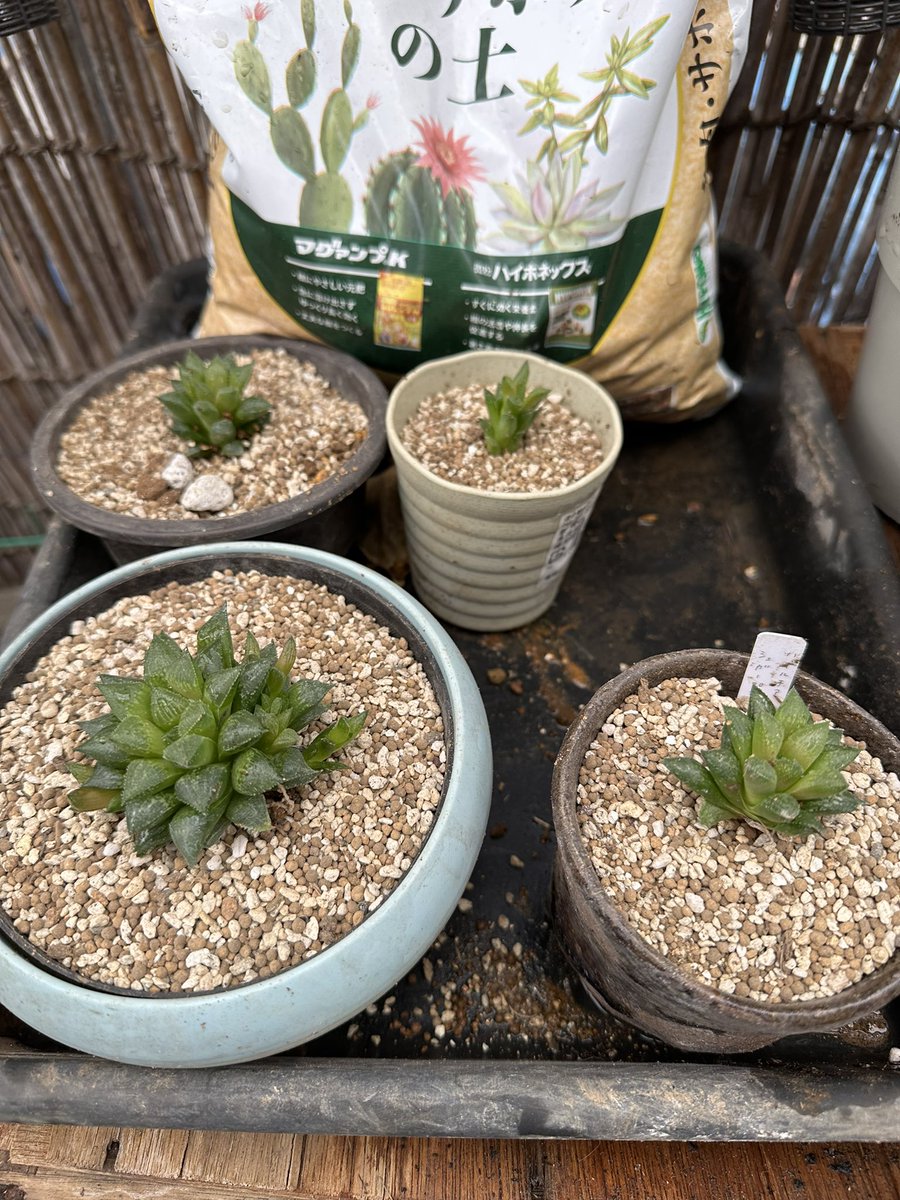 じゅう tweet media