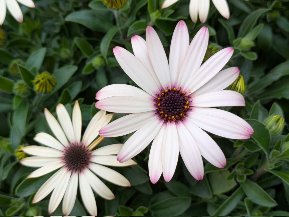 ももしょうえん🌸 tweet media