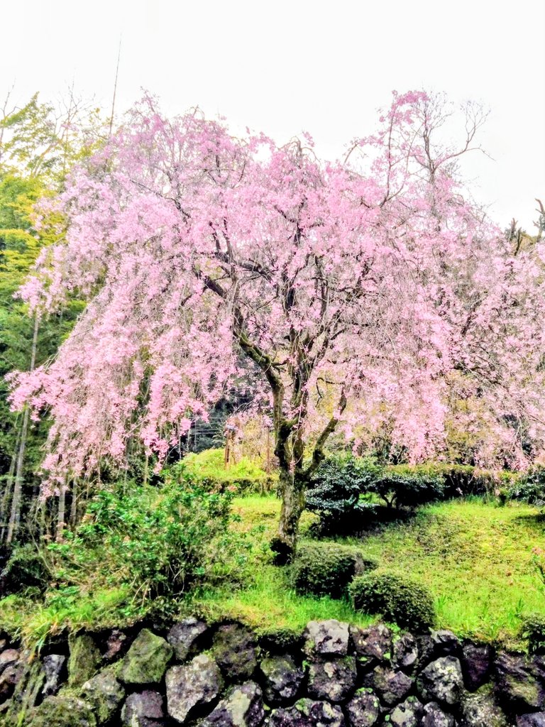 ホテルおくゆもと♨️【公式】箱根温泉 tweet media