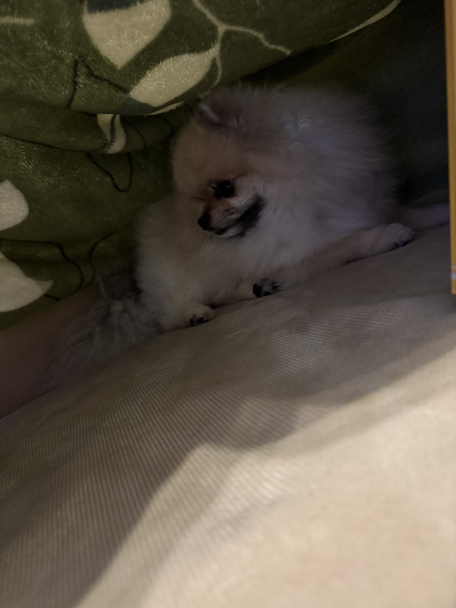 ここあ tweet media