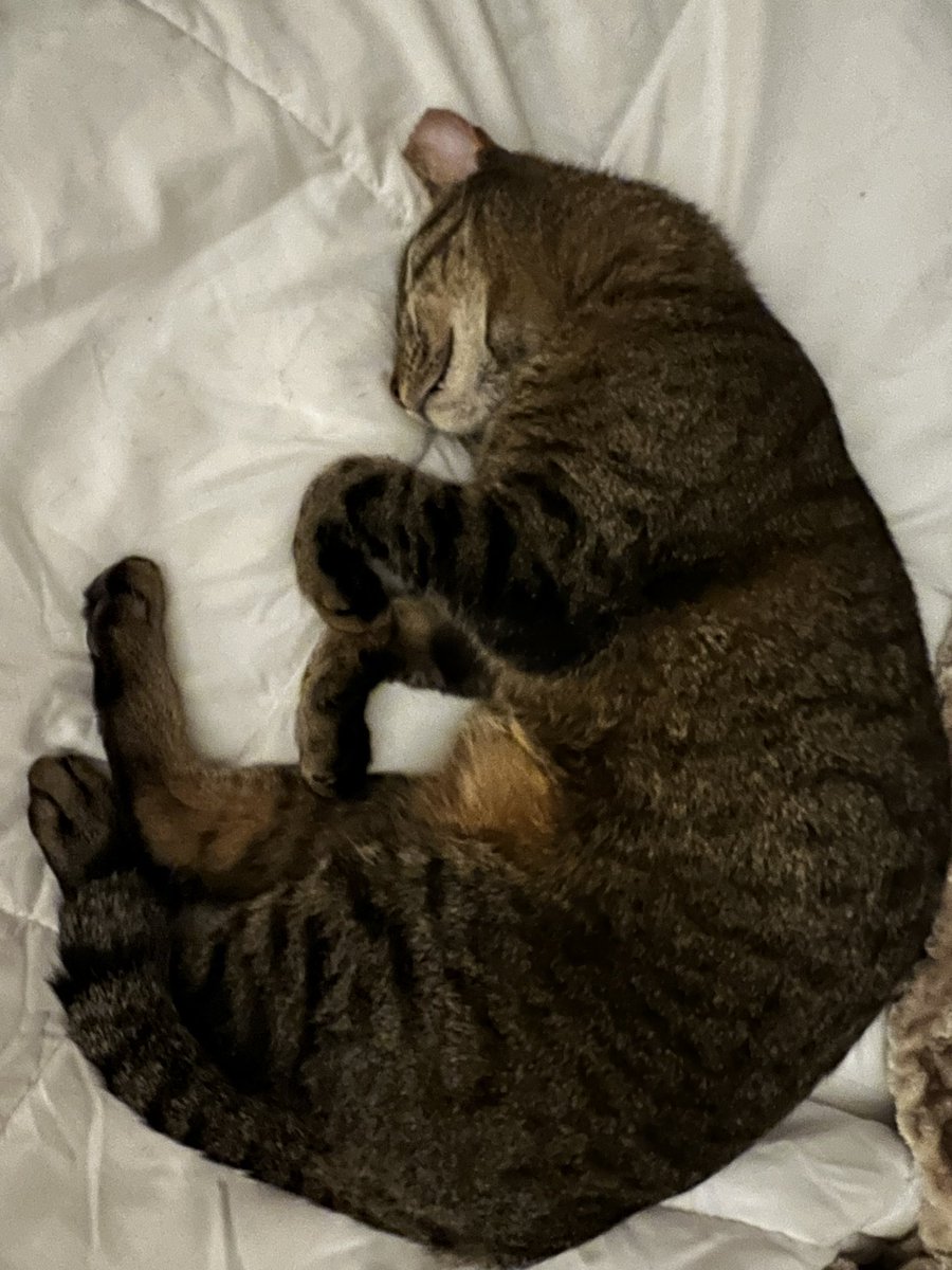 Lindsay Barrilleaux tweet media