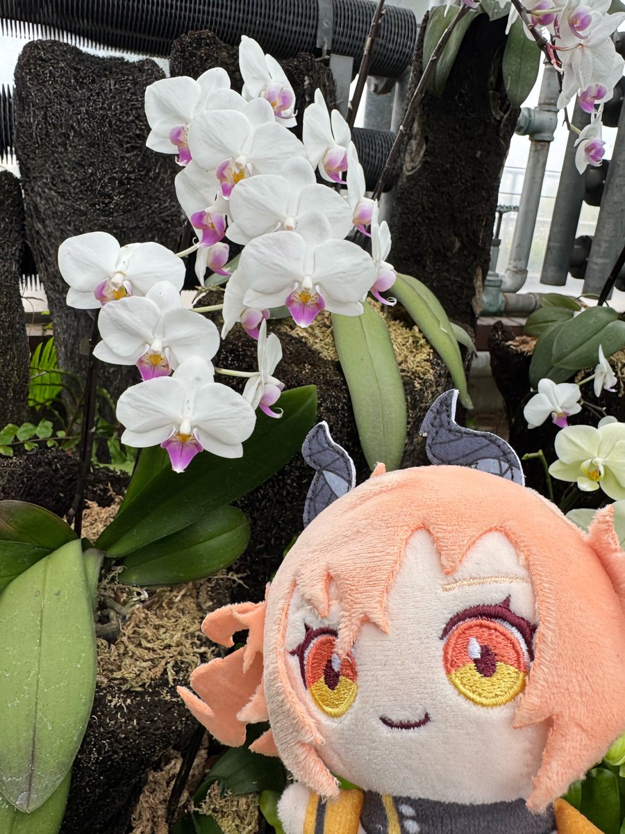 konax2(コナコナ) tweet media