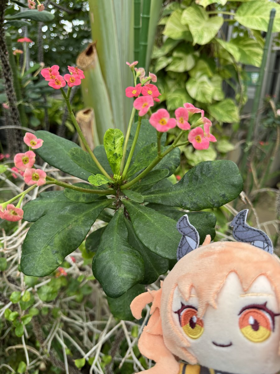 konax2(コナコナ) tweet media