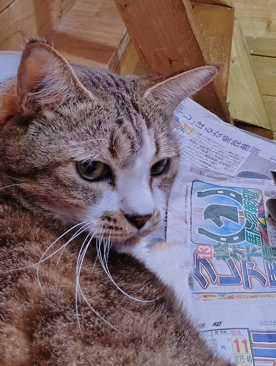 ちび選手 tweet media