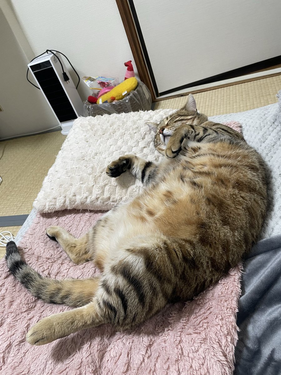 🤎ちゃおとたら吉♡姫子🧑‍🦰😼😽🤎 tweet media