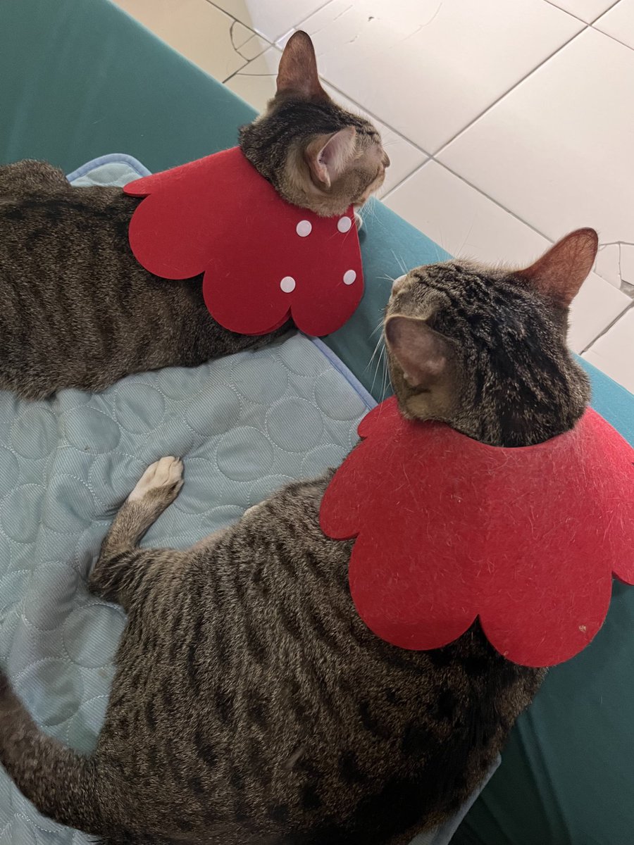 luvforpaw's tweet photo. mmh kmbrn sm dd mbul,, https://t.co/4nHvS1op6y