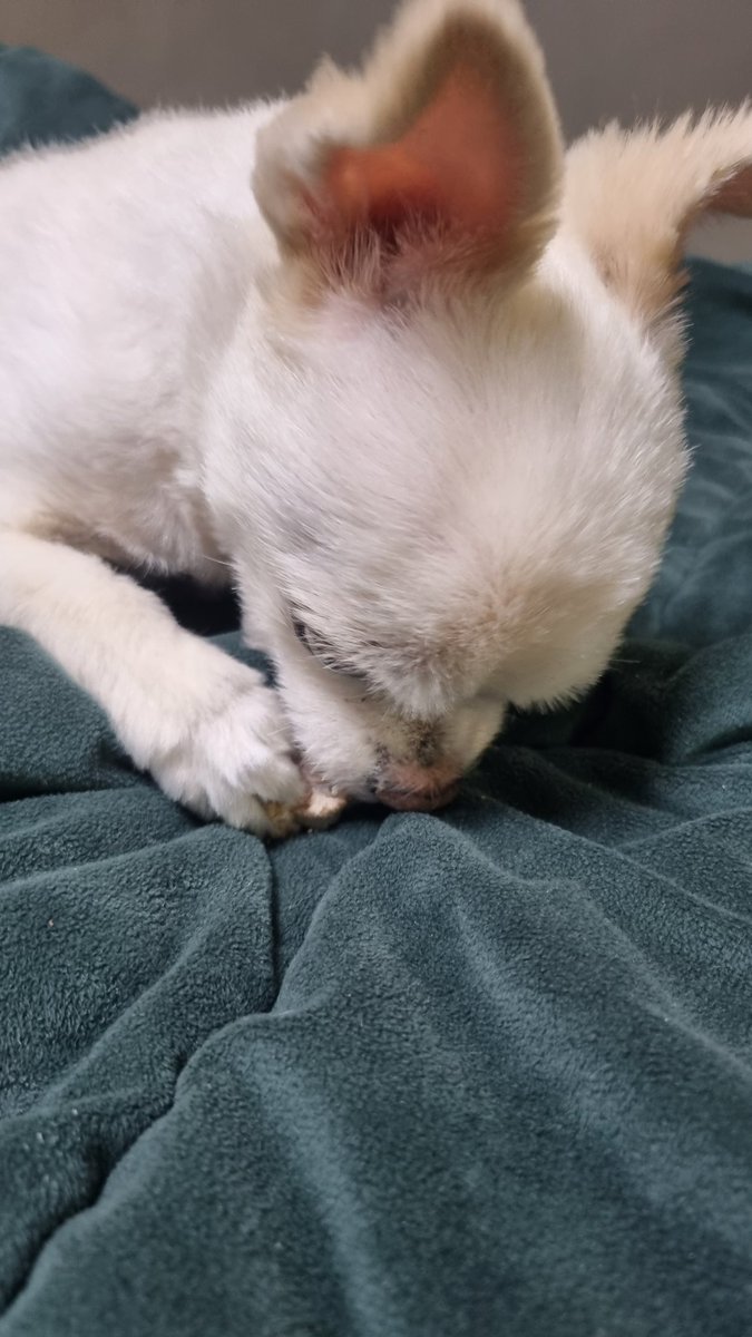 사담누비 tweet media