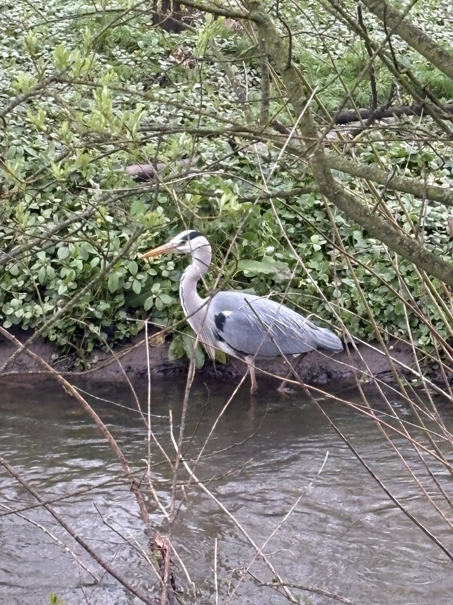robbeorn's tweet image. Big fella having breakfast in east #Belfast