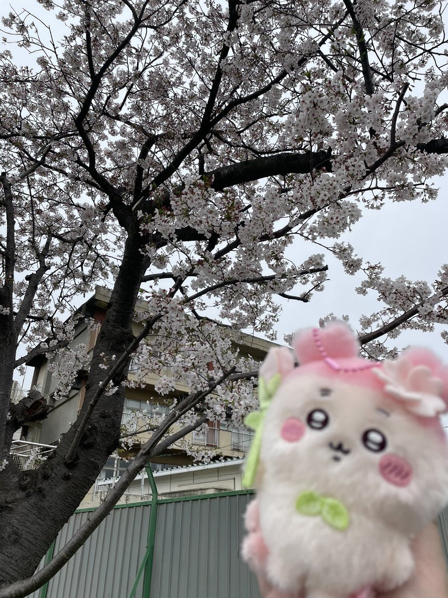 ゆざわ tweet media