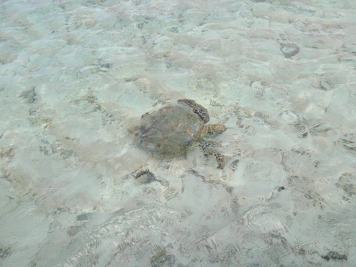 スキズム tweet media