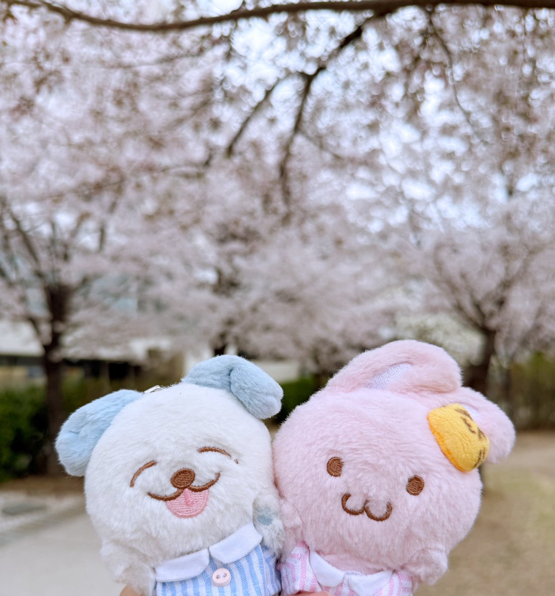 ᕱ⑅ᕱ💭 tweet media