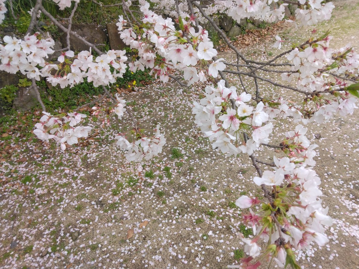 かるら tweet media