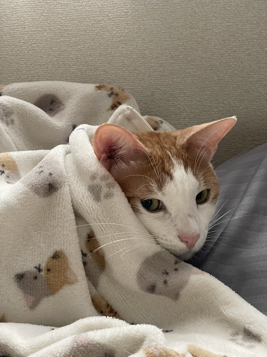 鯖の味噌煮。 tweet media