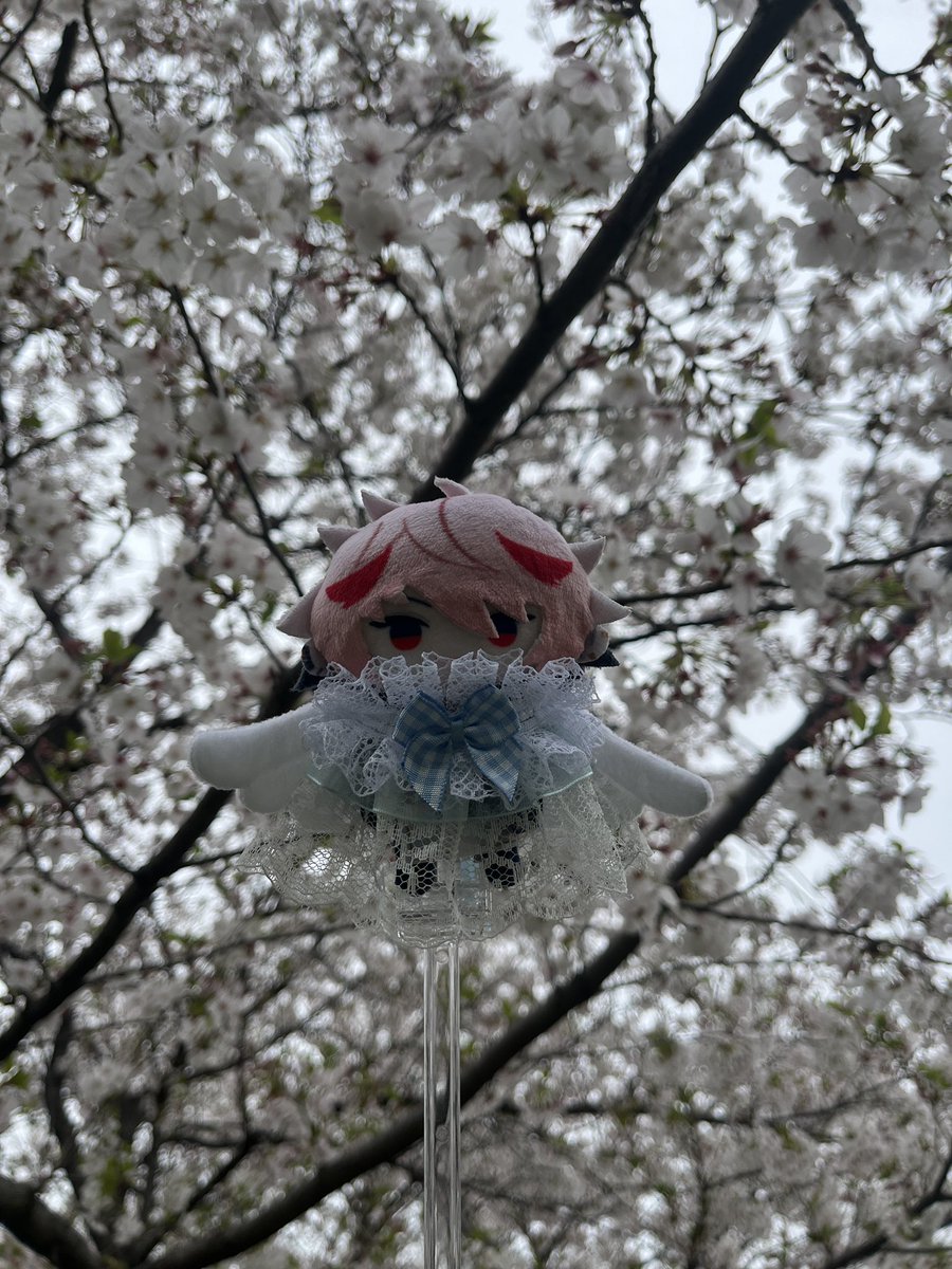 よっしー@5/9かしゅ単ソワレ tweet media