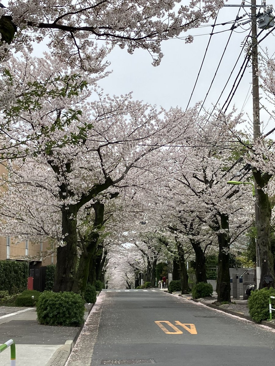 cold_activity's tweet photo. もうだいぶ散ってしまいましたが、まだギリギリ花見を楽しめました🌸 https://t.co/4qZPE146Dz