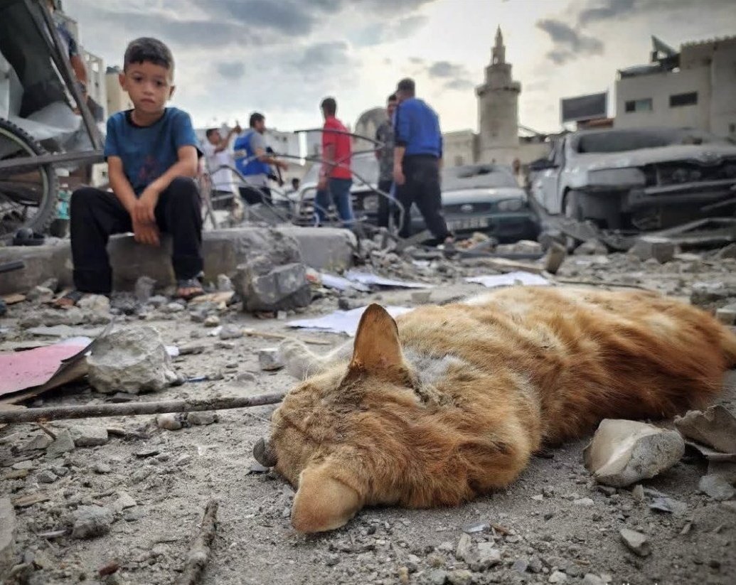 Yemen Starving tweet media