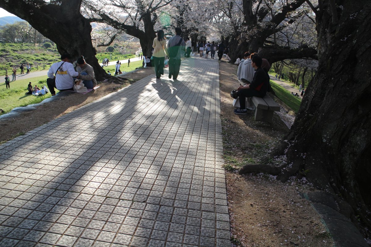 iexps57's tweet photo. 🌸#桜2026 #京都 #八幡 #背割堤 #ソメイヨシノ #桜まつり #スナップ
ここは午前中の早い時間帯が良いのですがチョット疲れていたのと曇り空だったのでためらっていましたが、午後に晴れて来たので出掛けることにしました。
📷#MNG #ミラーレスカメラ #Cannon #初代ミラーレス #EOS_M https://t.co/QZvHbIgxi1