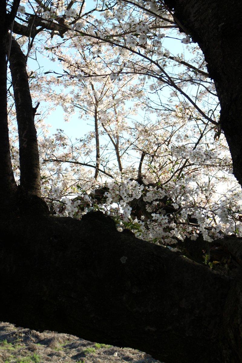 iexps57's tweet photo. 🌸#桜2026 #京都 #八幡 #背割堤 #ソメイヨシノ #桜まつり #スナップ
ここは午前中の早い時間帯が良いのですがチョット疲れていたのと曇り空だったのでためらっていましたが、午後に晴れて来たので出掛けることにしました。
📷#MNG #ミラーレスカメラ #Cannon #初代ミラーレス #EOS_M https://t.co/QZvHbIgxi1