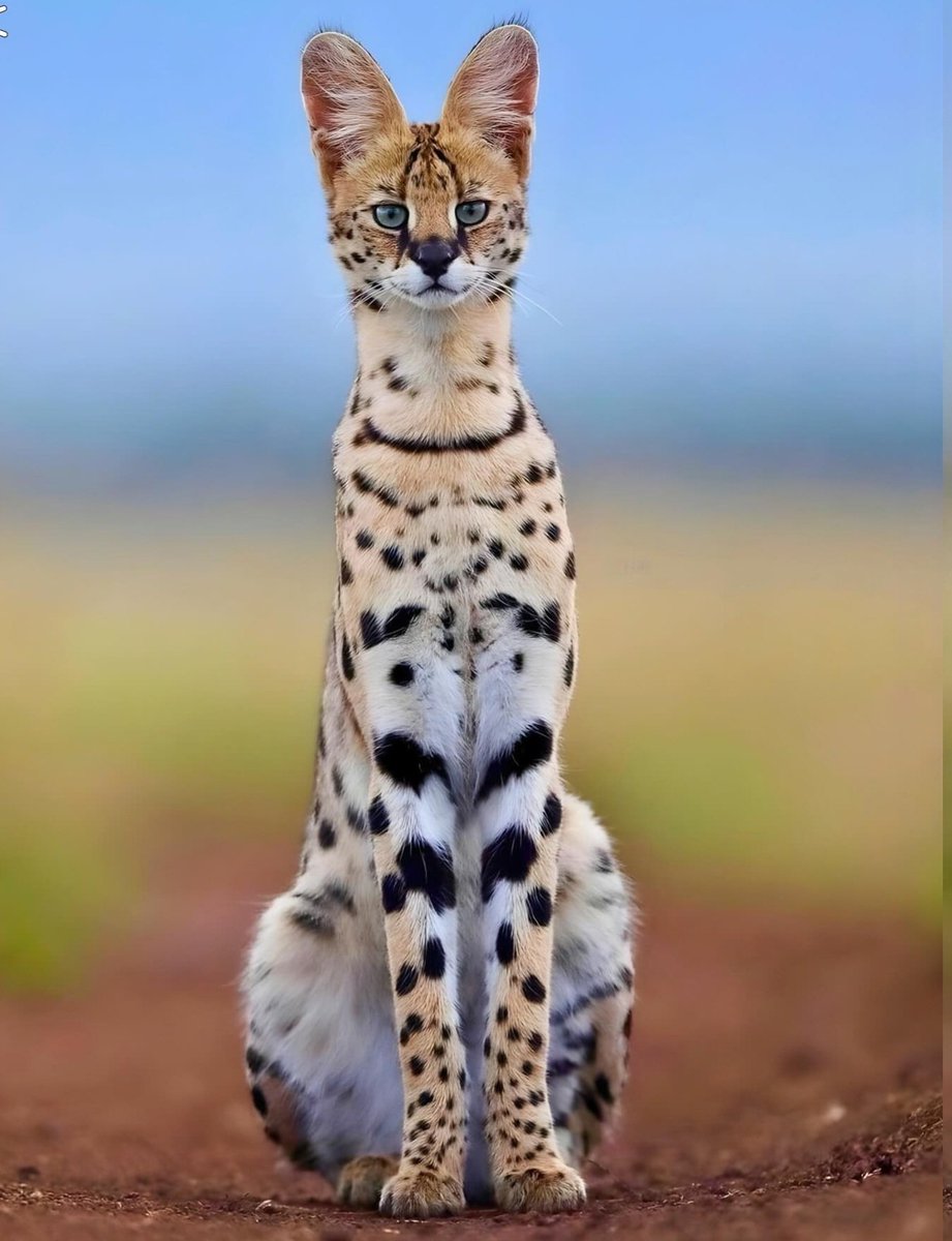 ANIMALS WORLD tweet media