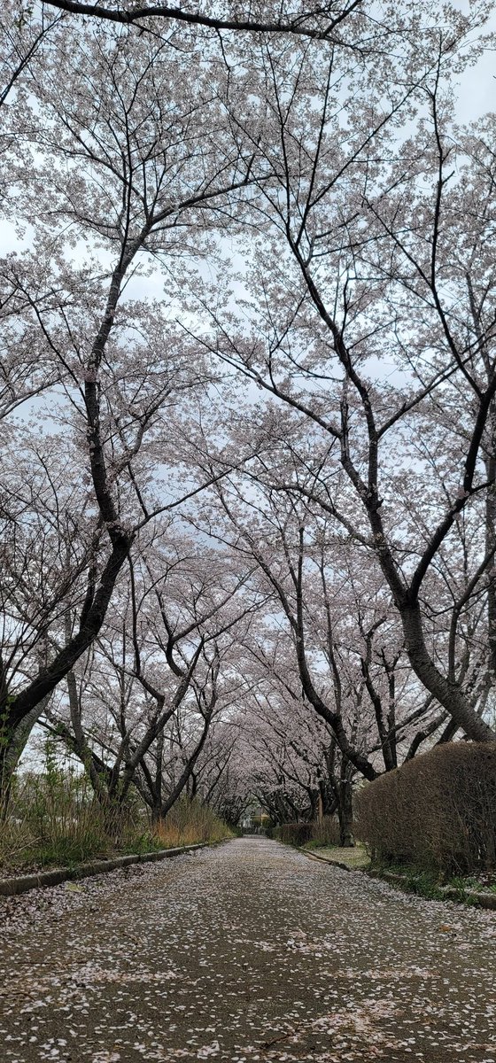 ちゃぁ tweet media