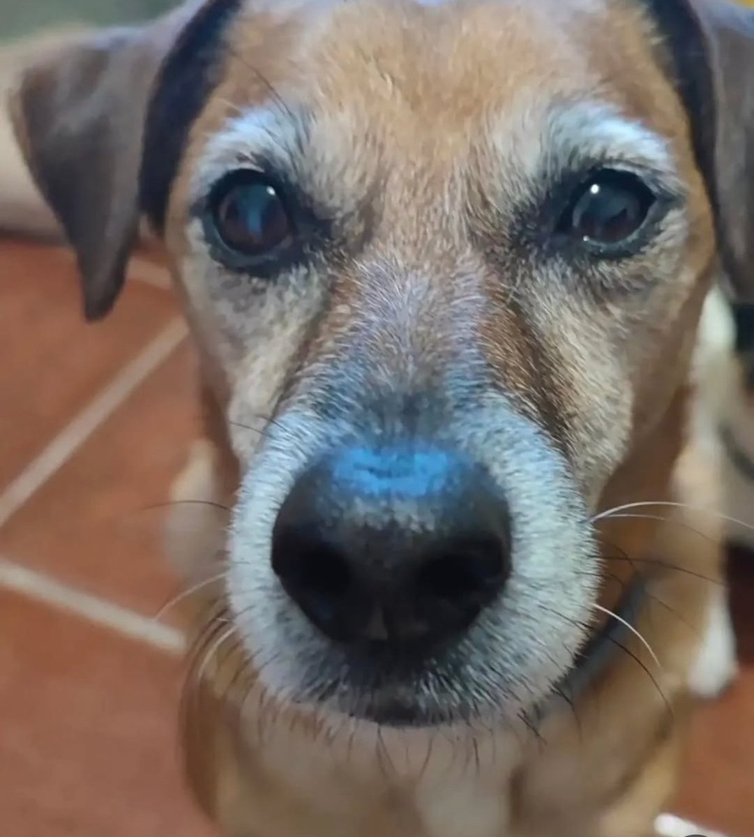 Àrees de Gossos Badalona tweet media