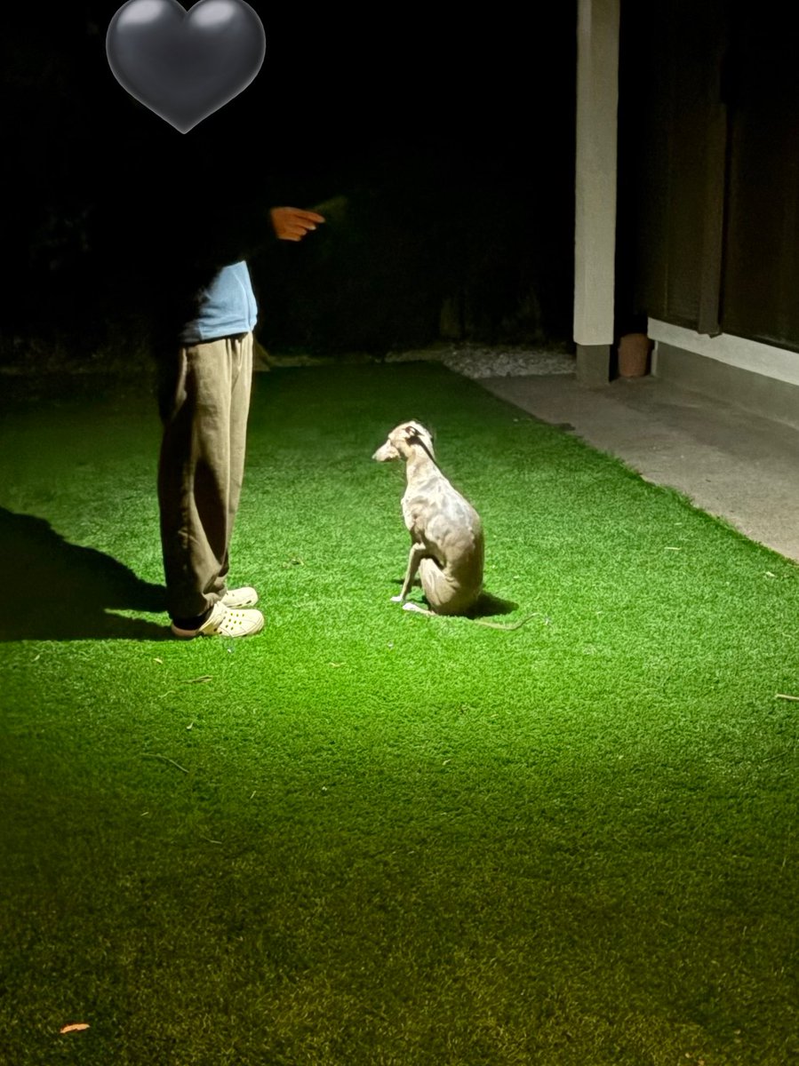 プット tweet media