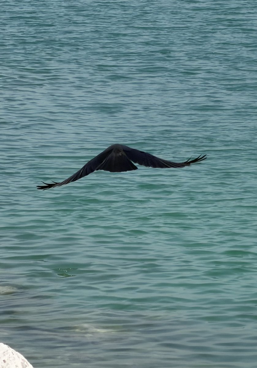 On Kabeer tweet media