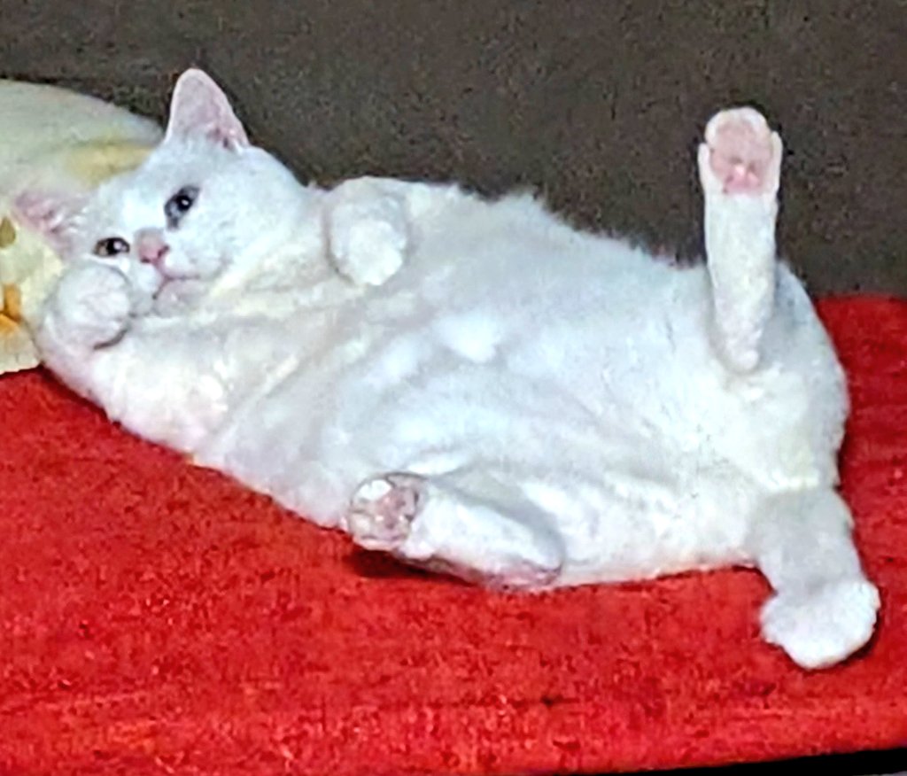 キャッツアイ tweet media
