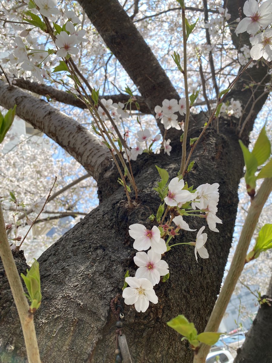 こんにちは！ちゃんみーです🩷🦛

🌈先日は始業式でした❗

江坂公園にたくさん桜が咲いていたので💛🐢と写真を撮りまくりました❣️

いつか、わちゃフルズのみんなとも
お花見🌸したいなぁ～

（ちゃんみー）

#メチャカレ
#大阪アニカレ
＃桜
＃わちゃフルズとお花見したい