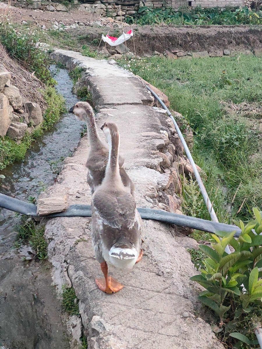 什么破天气，让饼热的想裸奔 tweet media