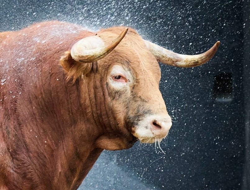 David Castuera tweet media