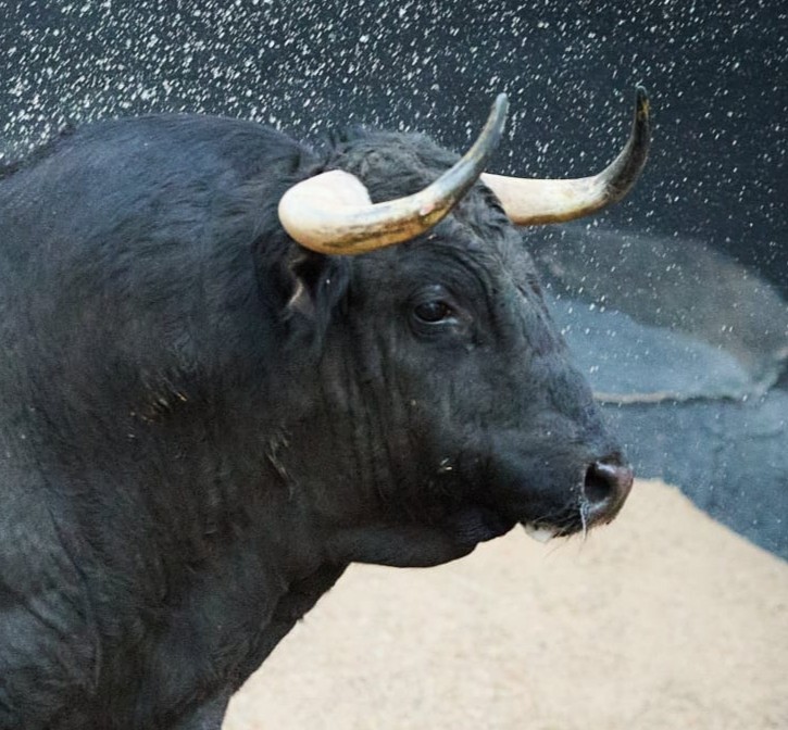 David Castuera tweet media