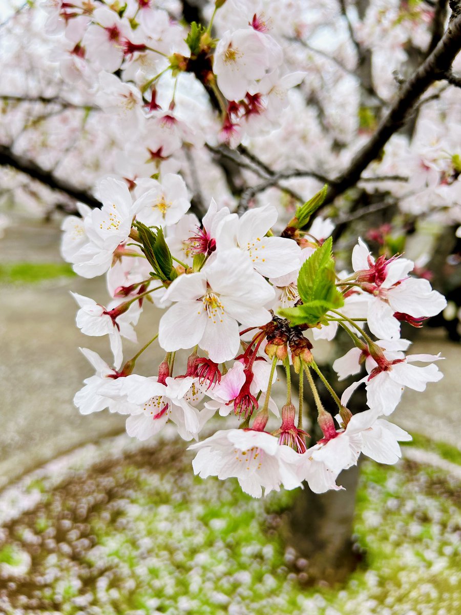 はいちょ。 tweet media