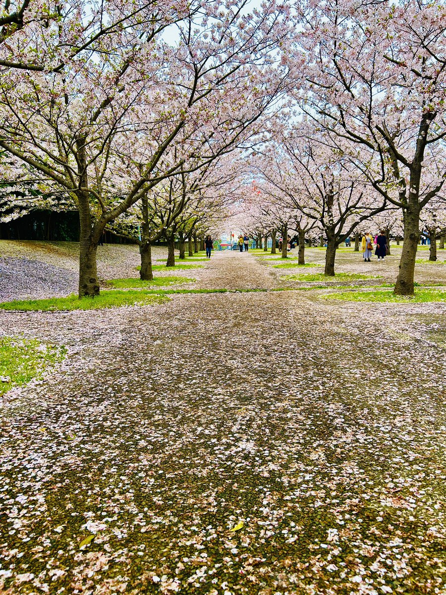 はいちょ。 tweet media