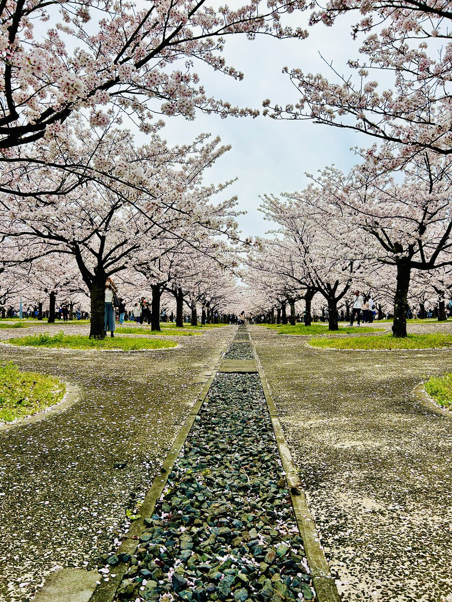 はいちょ。 tweet media