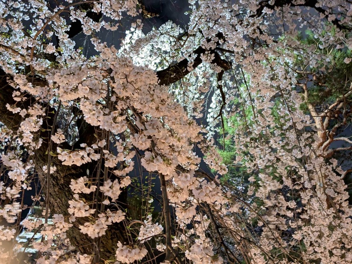 あっちゃん@気まぐれ🦧🍺 tweet media