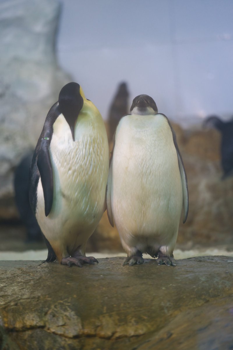 ゆー@もふもふ愛好家 tweet media