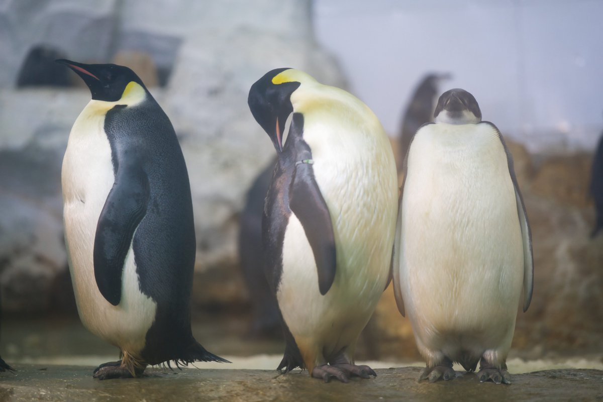 ゆー@もふもふ愛好家 tweet media