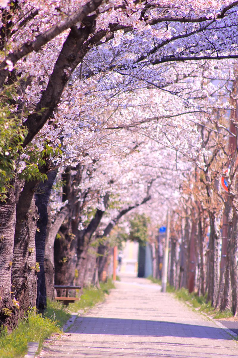 同時再生会ちゃん✨ tweet media