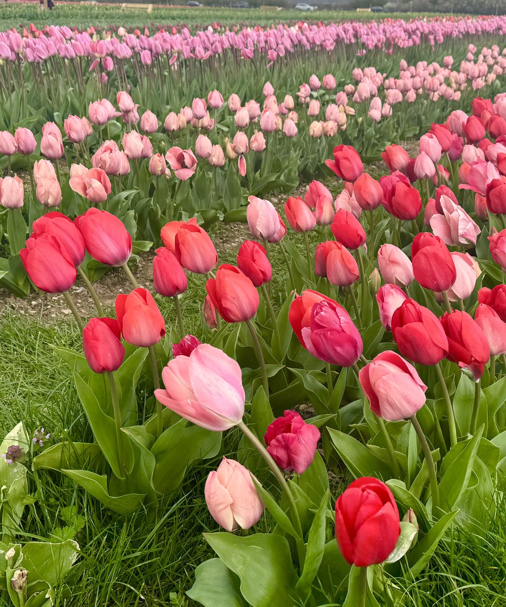 Emma Mitchell 💙 tweet media