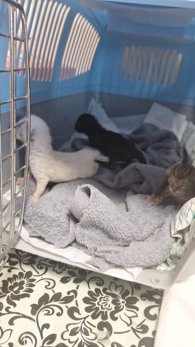 Proanimalex tweet media