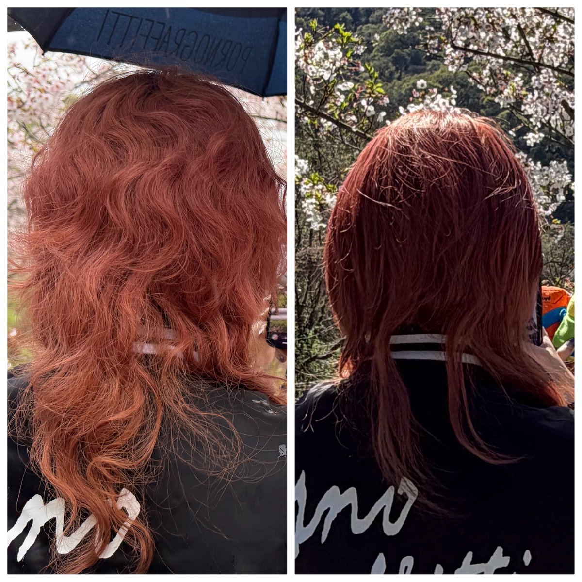 ∠発芽（玄米）岡野流門下生 tweet media