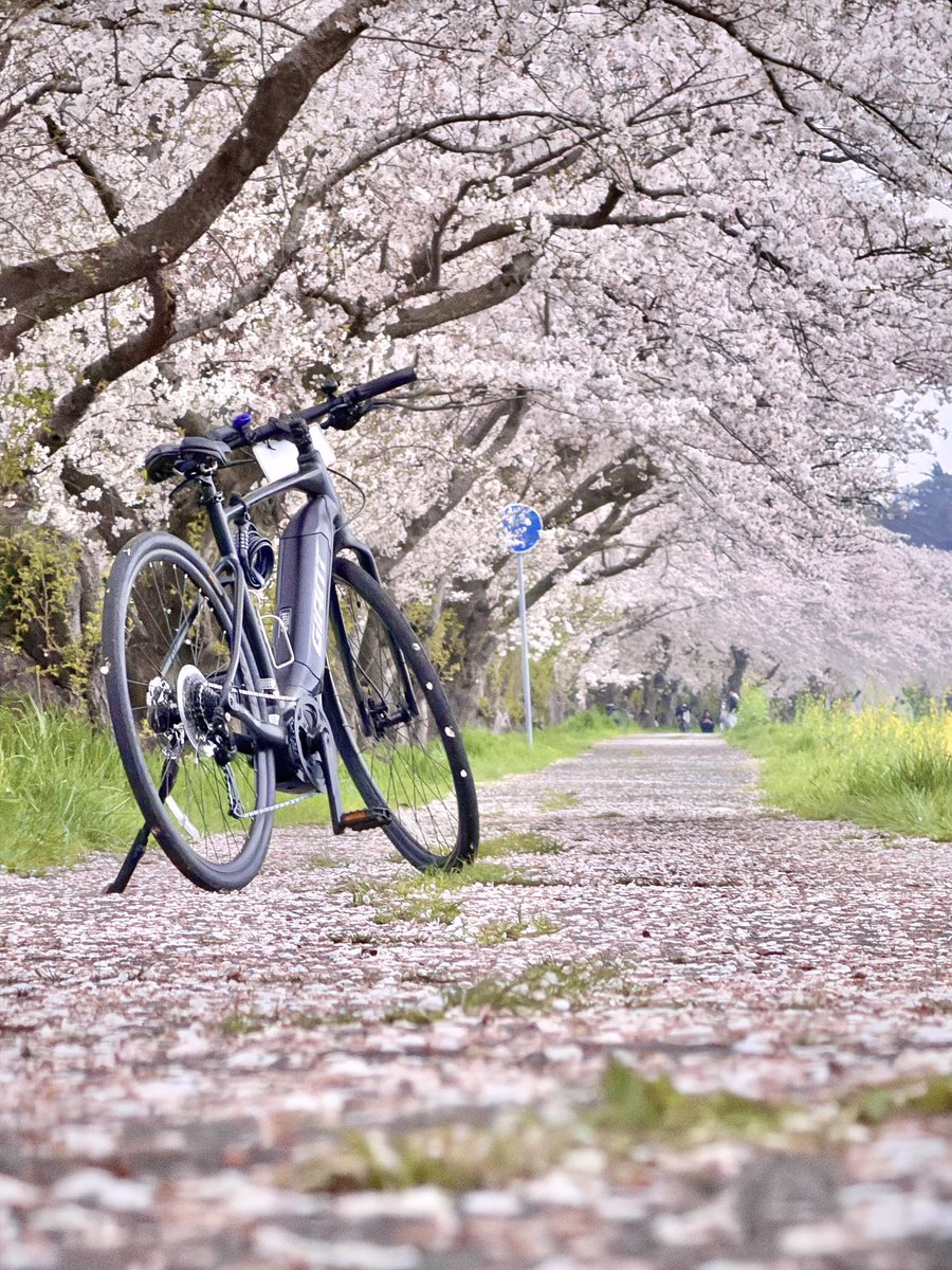 ふう@撮影依頼受付中 tweet media