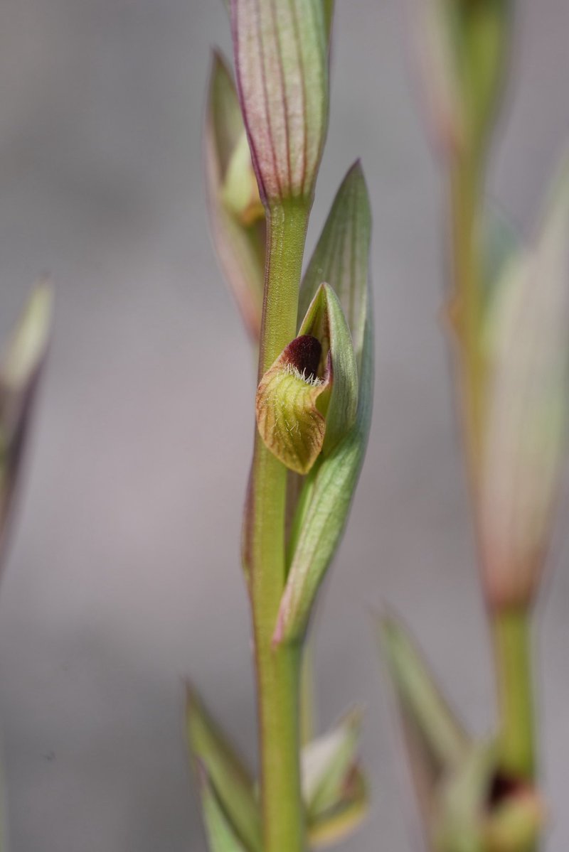 アウラパパ tweet media