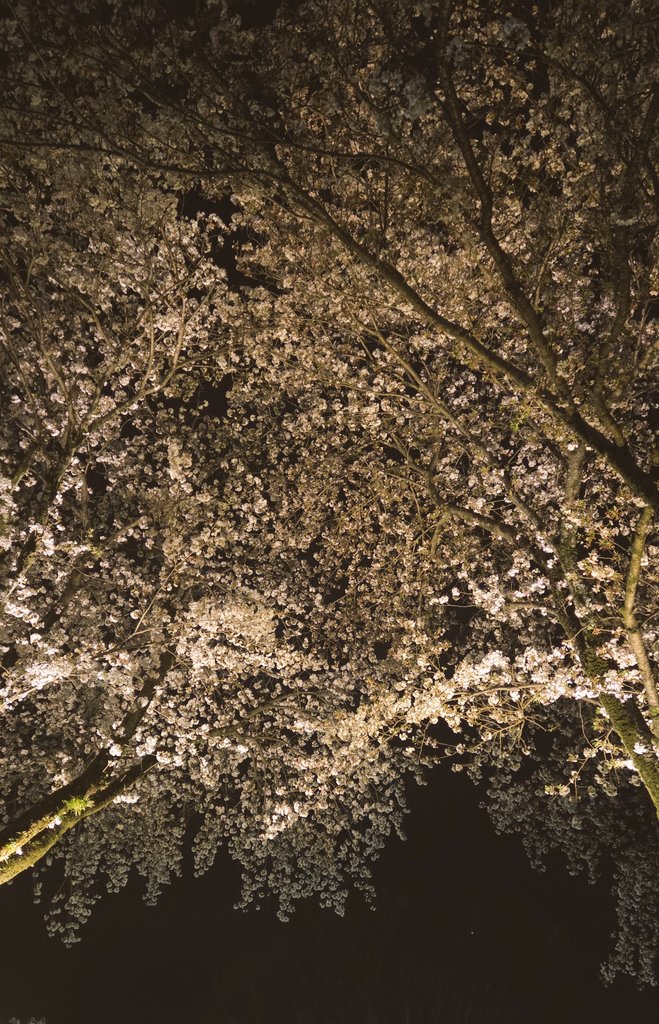 夜桜のライトアップが素敵すぎて久々の投稿

秦野市カルチャーパークはお気に入りの桜スポットです。