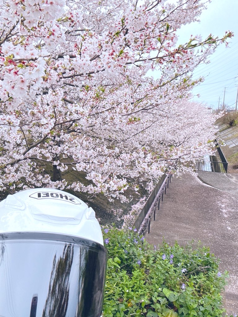 しぃ(shiii) tweet media